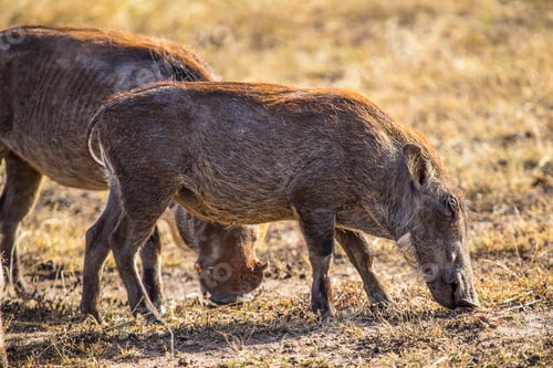 Preview: Two African wild boars in the Masai Mara. Kenya
