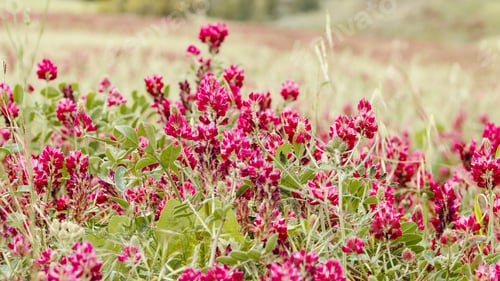 Preview: Red field flowers early in the morning