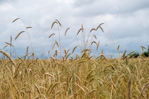 Preview: Ripening ears of wheat in a field