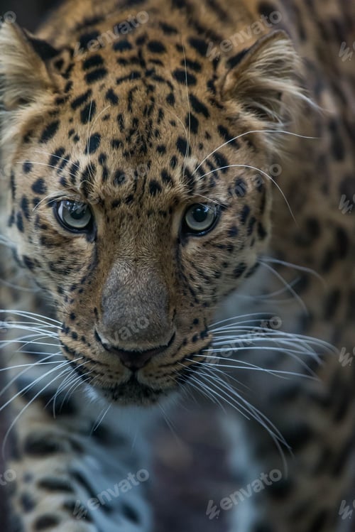 Preview: Closeup of a leopard with spotted fur walking across its natural habitat