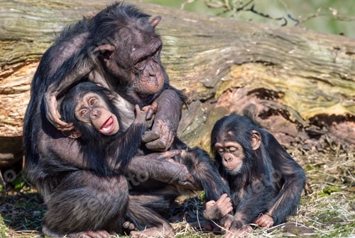 Preview: Playful chimpanzee family in natural habitat