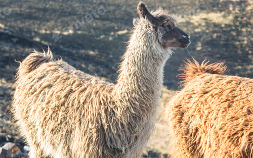 Preview: Llama