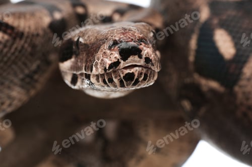 Preview: Closeup view of brown boa constrictor. Exotic snake