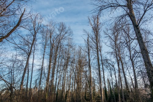 Preview: A View Of Trees At A Seattle Park In Spring.