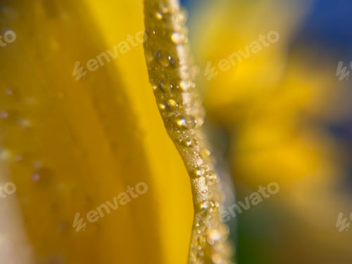 Preview: Macro view of a yellow tulip with water drops
