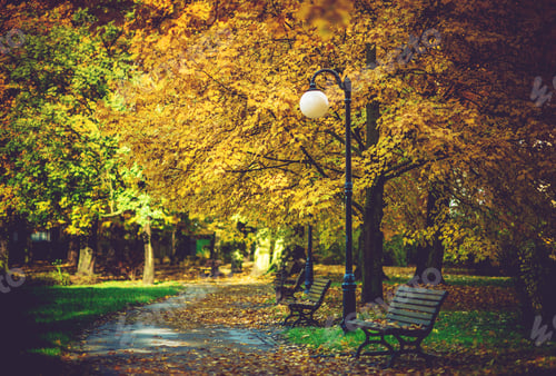 Preview: Autumn Foliage in Park