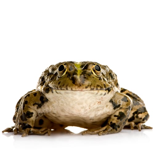 Preview: Marsh Frog - Rana ridibunda