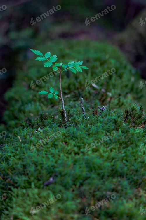 Preview: Tiny tree sprout in the mossy forest