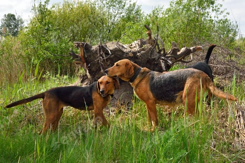 Preview: Hunting dogs