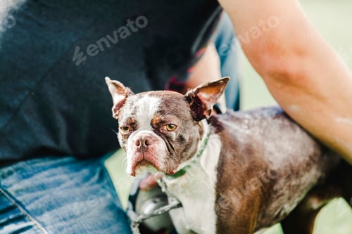 Preview: Pet dog being shampooed