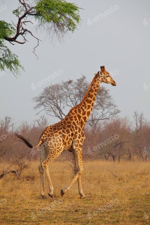 Preview: Giraffe