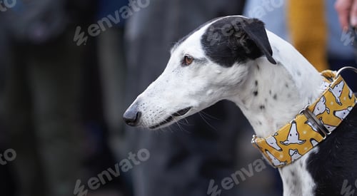 Preview: Handsome Greyhound