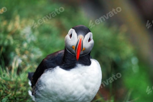 Preview: Atlantic Puffin bird living on the cliff of fjord by coastline in north atlantic ocean during summer
