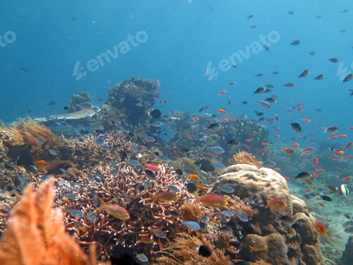 Preview: Thriving coral reef alive with marine life and shoals of fish,
