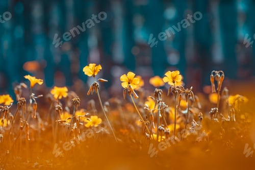 Preview: Beautiful wild flowers