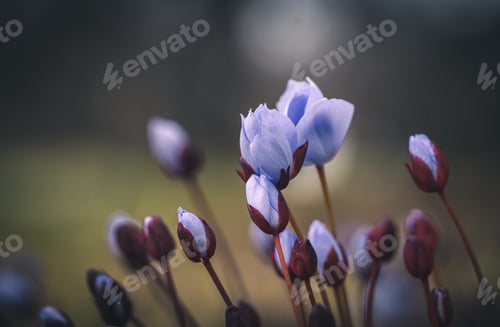 Preview: Closeup of Asian twinleaf flowers growing in a garden