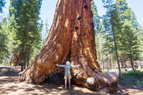 Preview: Sequoia
