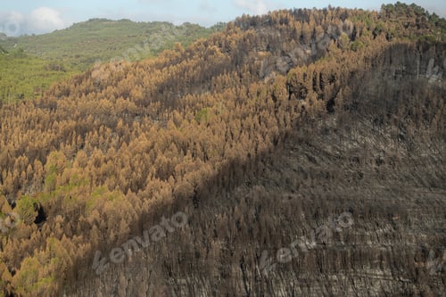Preview: Burnt mountain forest after the wild fire - Limit Edge where the fire stop spreading