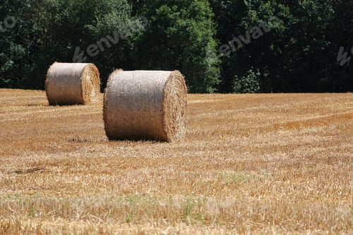 Preview: Sunny scenery of hay rolls in the field
