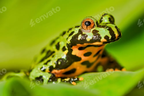 Vista previa: Frog Oriental fire-bellied toad (Bombina orientalis) sitting on green leaf