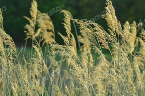 Preview: Scenic landscape of tall, phragmites australis grass swaying in the breeze