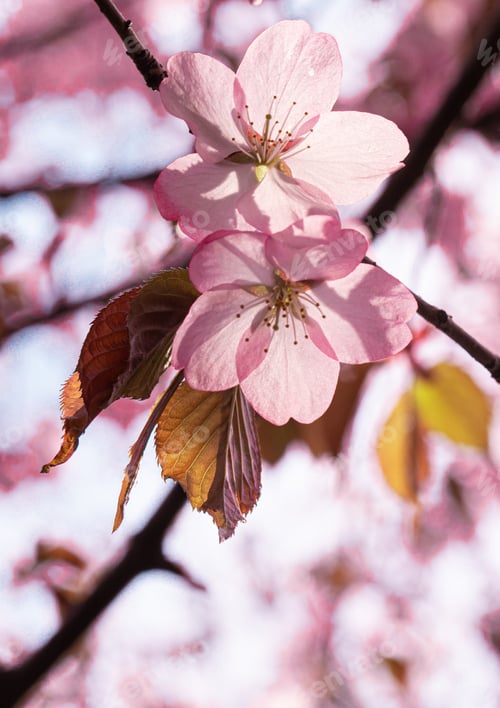 Preview: Sakura pink japanese trees park in blossom on the sky background