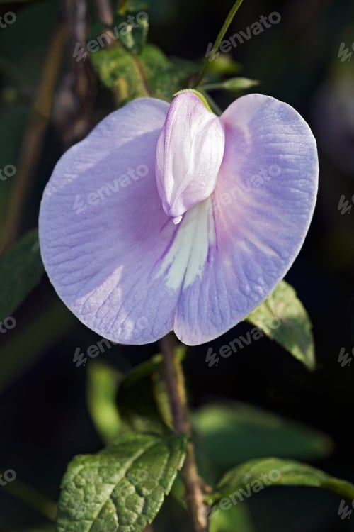 Preview: Spurred Butterfly Pea (Centrosema Virginianum). Called Wild Blue Vine, Blue Bell And Wild Pea Also