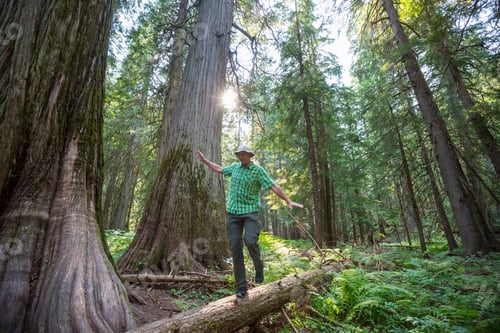 Preview: Hike in the forest