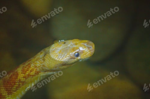 Preview: Homalopsis buccata (puff-faced water snake ) in water