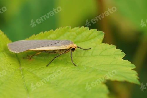 Preview: Closeup of a orange yellow, common footman moth, Eilema lurideola sitting on a green leaf