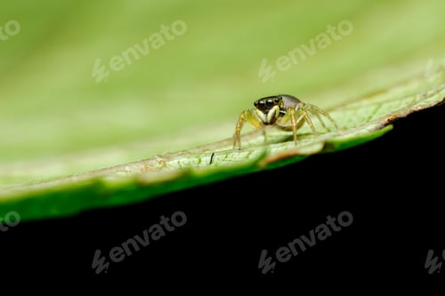 Preview: Jumping Spider Close-Up on Green Leaf in Nature
