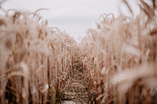 Preview: Field of ripe wheat is illuminated in a sun-drenched landscape, perfect for wallpapers