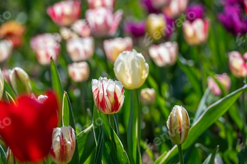 Preview: Field of Purple and White Tulips. Background with selective focus and copy space.