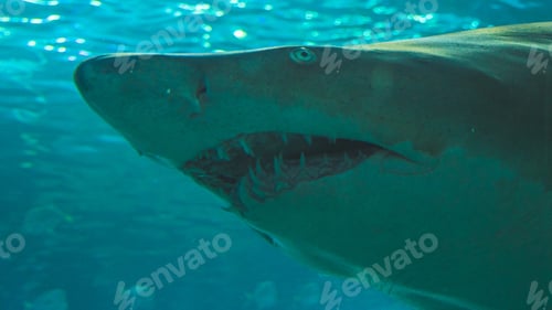 Preview: Closeup shot of a head of a great white shark