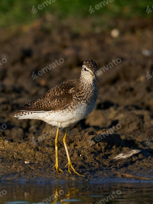 Preview: Wood sandpiper (Tringa glareola)