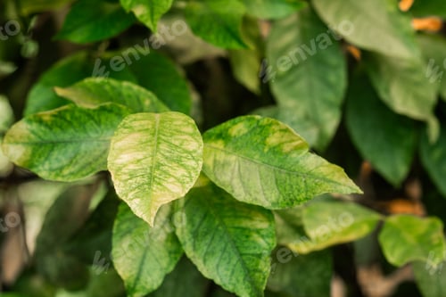 Preview: Syngonium podophyllum green arrowhead foliage – concept: tropical houseplants and leaf texture