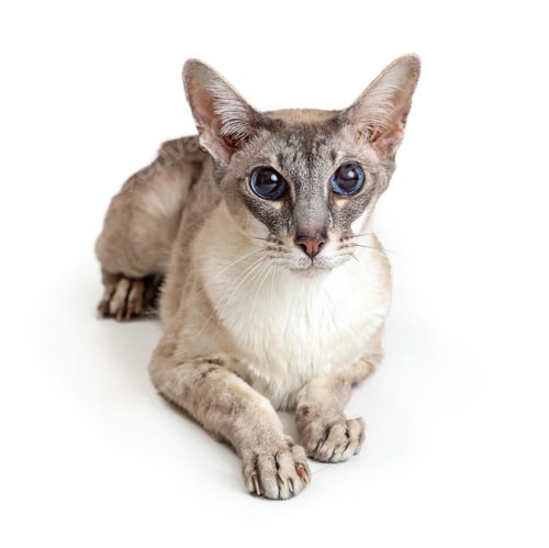 Preview: Oriental Shorthair Cat Isolated on White