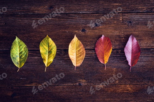 Preview: Collection of autumn leaves
