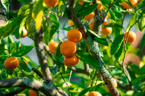 Preview: Orange trees with ripe fruits