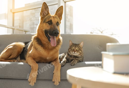 Preview: Cat and dog together on sofa indoors. Funny friends