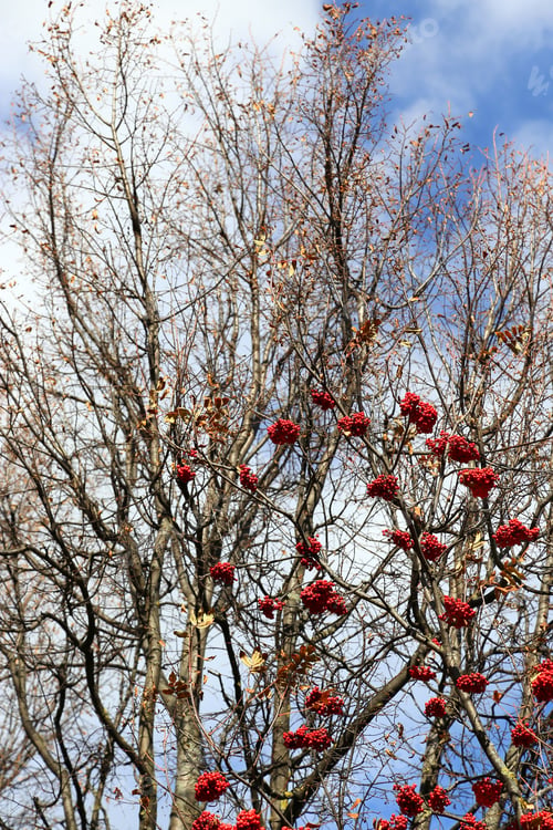Preview: Branches of mountain ash or rowan with berries
