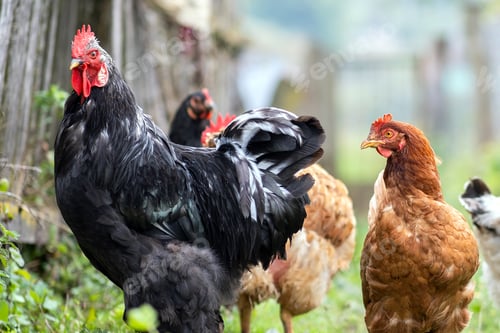 Preview: Hens feeding on traditional rural barnyard.