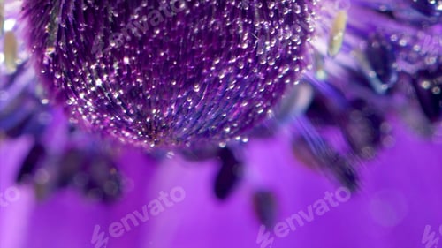 Preview: Close-up of bubbles on surface of petals of water. Stock footage. Beautiful bubbles on petals and