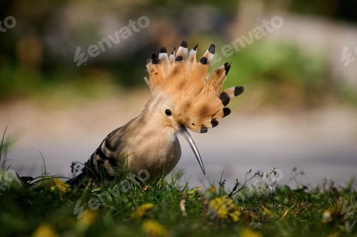 Preview: Eurasian hoopoe (Upupa epops)