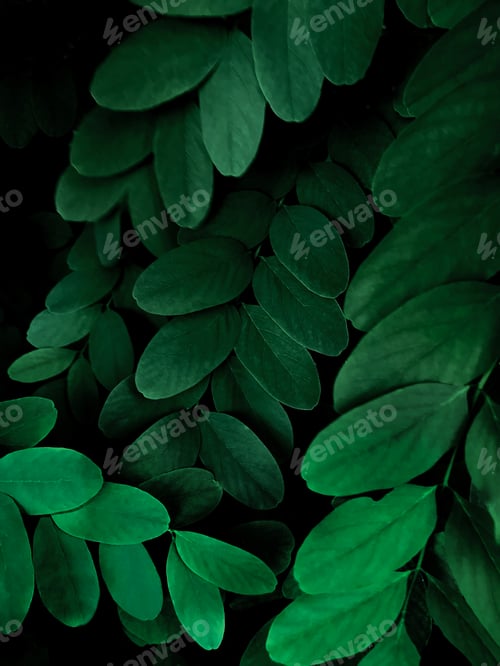 Visualização: Fundo de planta natural escuro