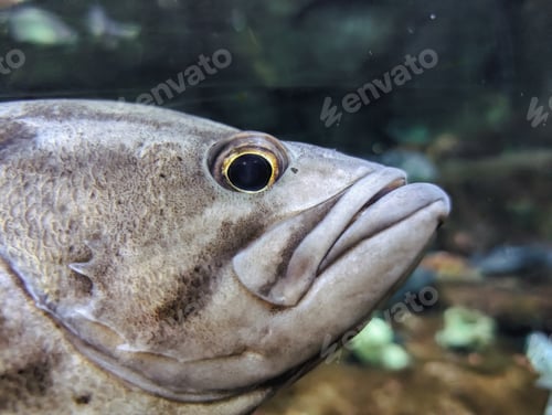 Preview: Closeup of a fish swimming in an aquarium tank