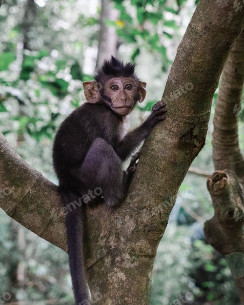 Preview: Vertical selective focus shot of a monkey sitting on a branch of a tree in the jungle
