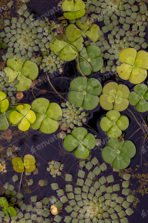 Preview: Vertical top view of lotus leaves in a pond