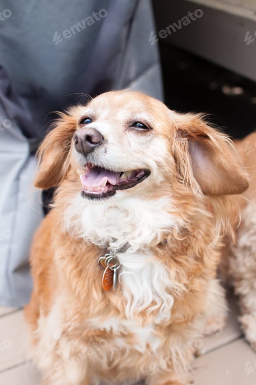 Preview: Bella pup is so happy her ears are ion