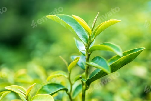 Preview: Top of Green tea leaf in the morning, tea plantation